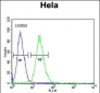 RPL31 Antibody (Center)
